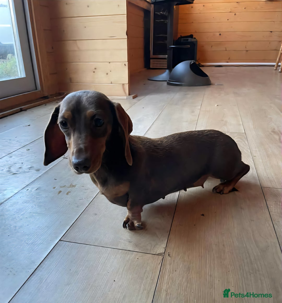 Miniature Dachshund dogs for sale: Beautiful miniture Daschund looking for a home !! - Image 2