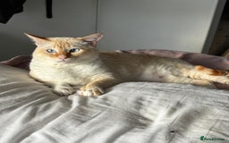 Siamese cats for sale: Ariel - Rescue Siamese - Image 4