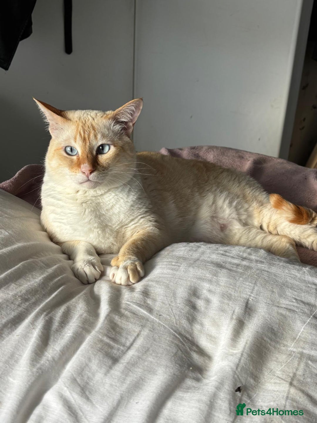 Siamese cats for sale: Ariel - Rescue Siamese - Image 4