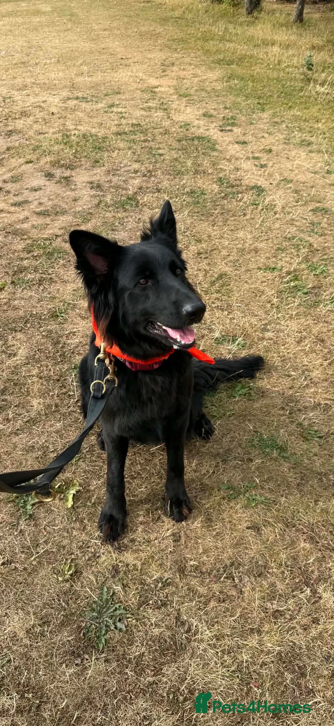 German Shepherd dogs for sale: 14 month old German Shepherd female  - Advert 7