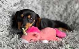 Miniature Dachshund dogs for sale: Re available PRA Clear KC Reg MiniDachshund - Image 5