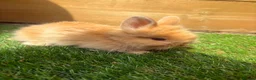 Angora rabbits for sale: English angora babies  in Stoke-on-Trent - Advert 11