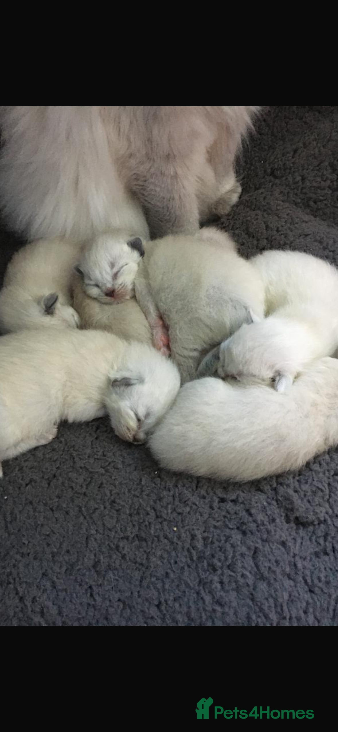 Ragdoll cats 🌼GCCF waiting list now open for spring babies 🌼 - Advert 16