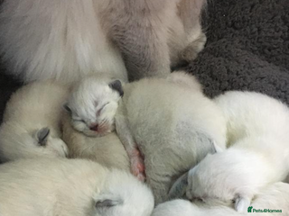 Ragdoll cats 🌼GCCF waiting list now open for spring babies 🌼 - Advert 16