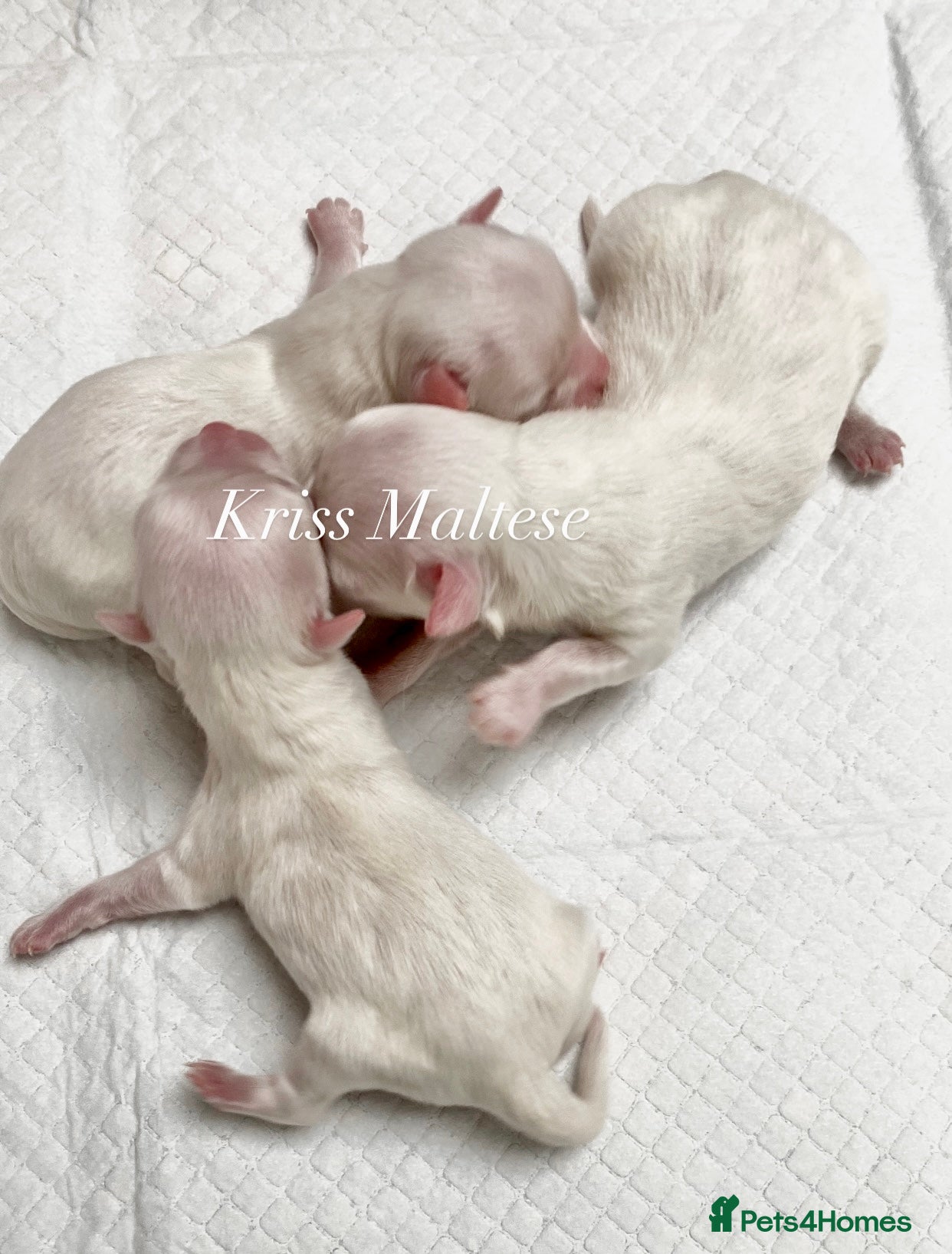 Maltese dogs ✨Ousting kc registered Korean Maltese puppies✨ - Advert 3