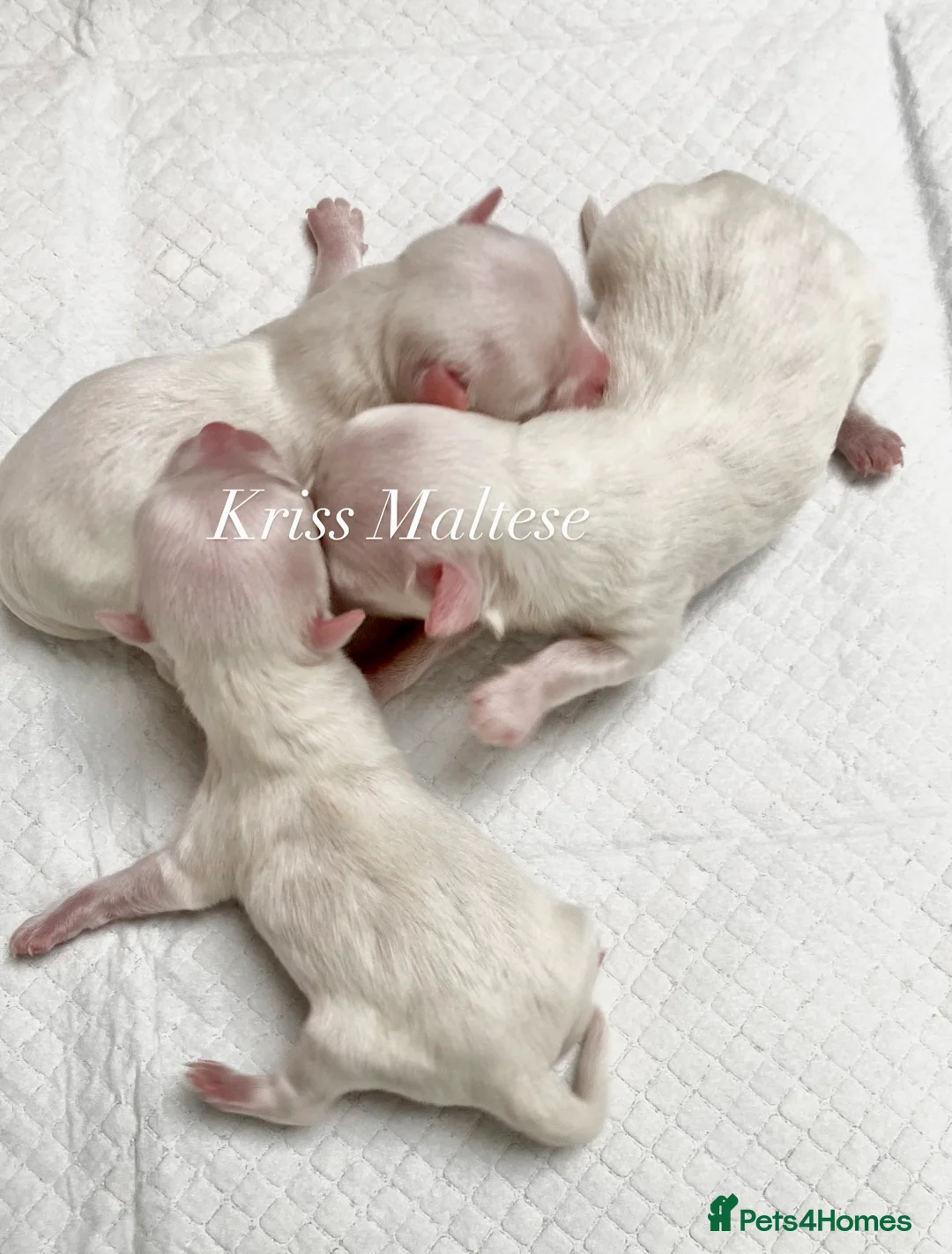 Maltese dogs for sale: ✨Ousting kc registered Korean Maltese puppies✨ - Advert 1