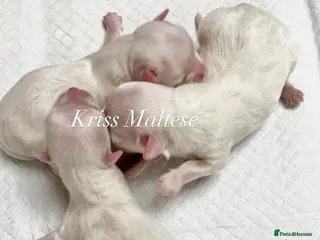 Maltese dogs ✨Ousting kc registered Korean Maltese puppies✨ - Advert 5