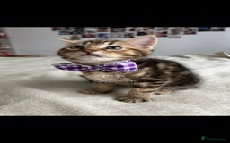Bengal cats for sale: Pedigree bengal kittens available from 18/11/2025 - Advert 13