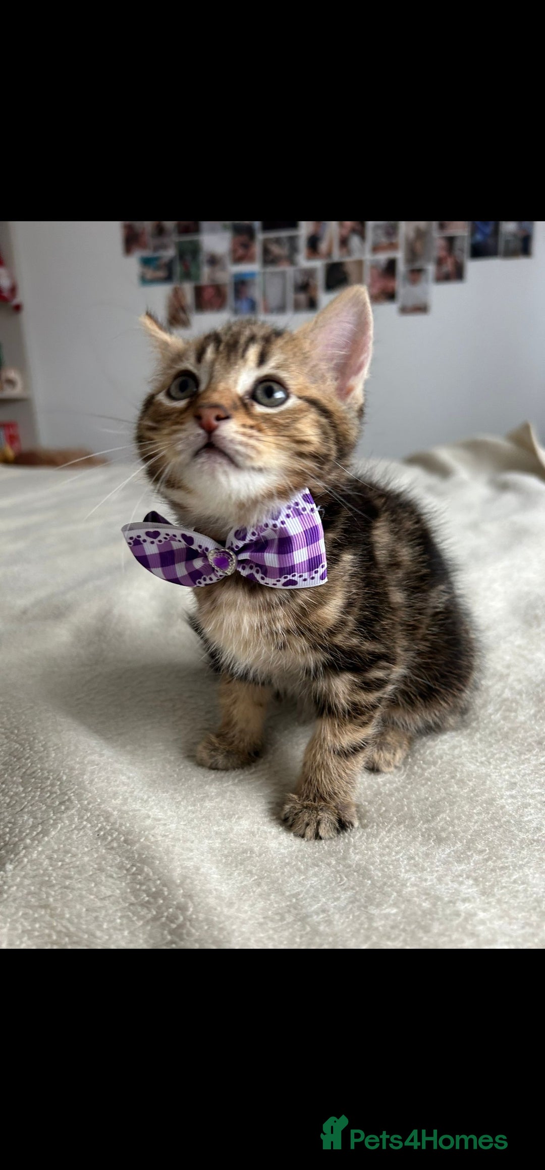 Bengal cats for sale: Pedigree bengal kittens available from 18/11/2025 - Advert 13