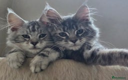 Maine Coon cats for sale: VARIOUS FULL PEDIGREE MAINE COON KITTENS FOR SALE in Rotherham - Image 5
