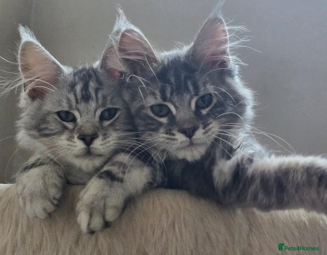 Maine Coon cats for sale: VARIOUS FULL PEDIGREE MAINE COON KITTENS FOR SALE in Rotherham - Image 5