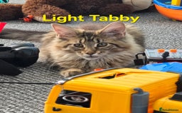 Maine Coon cats for sale:  GCCF Champion Title Maine Coon - Image 19