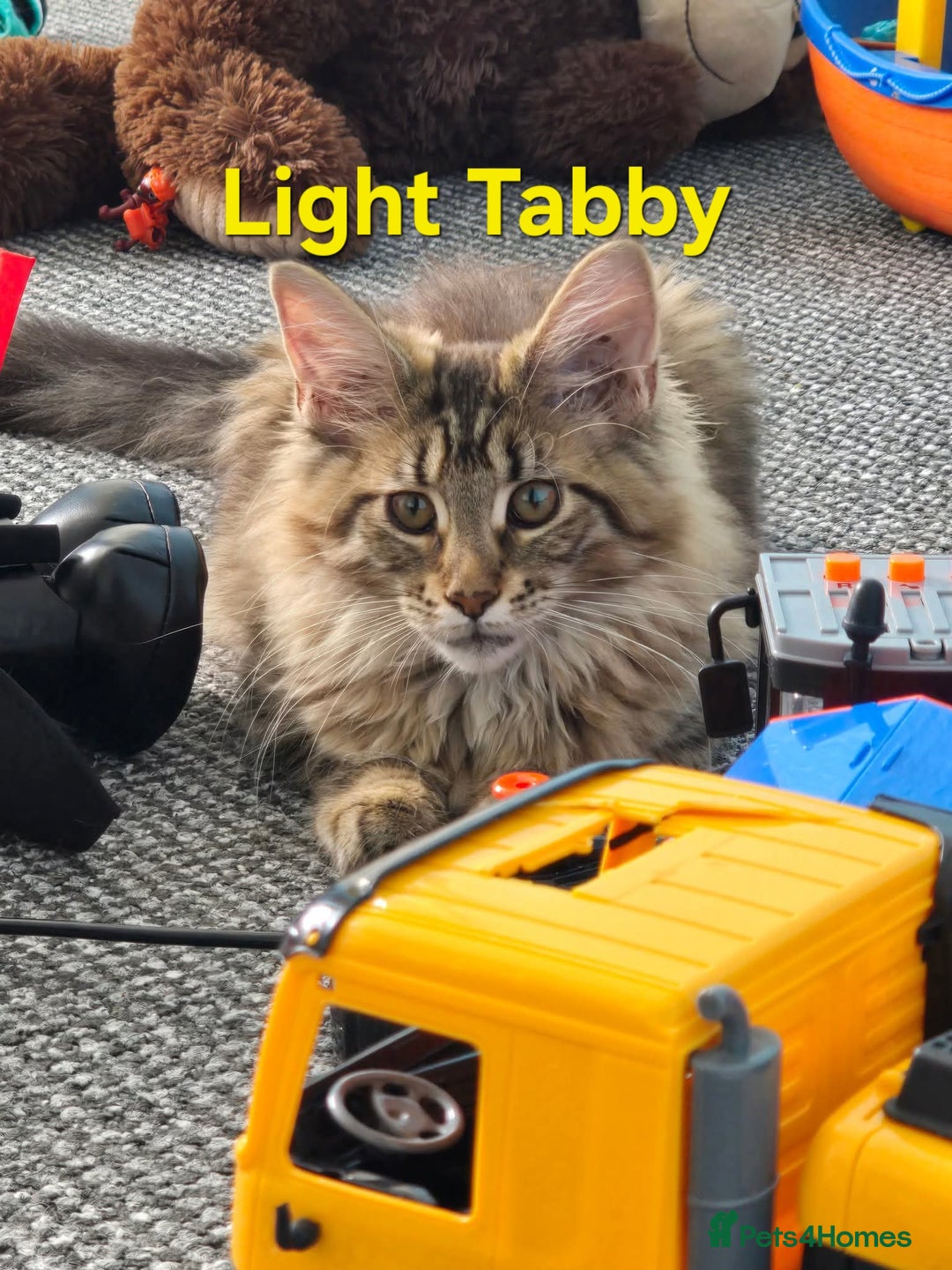 Maine Coon cats for sale:  GCCF Champion Title Maine Coon - Image 19
