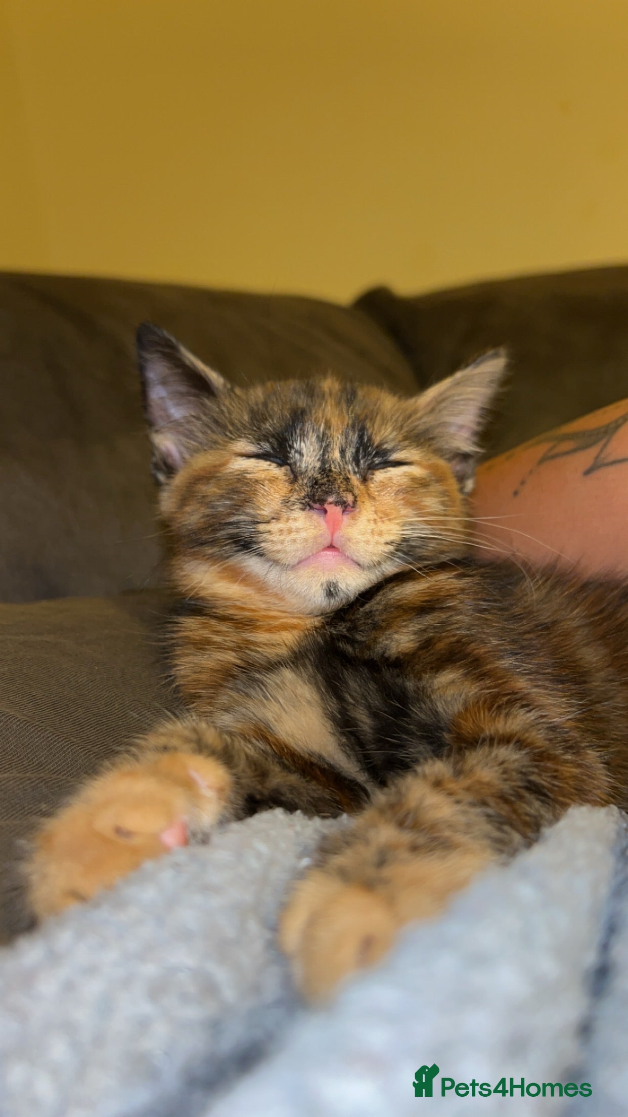 Mixed Breed cats Amazing trio  - Advert 19