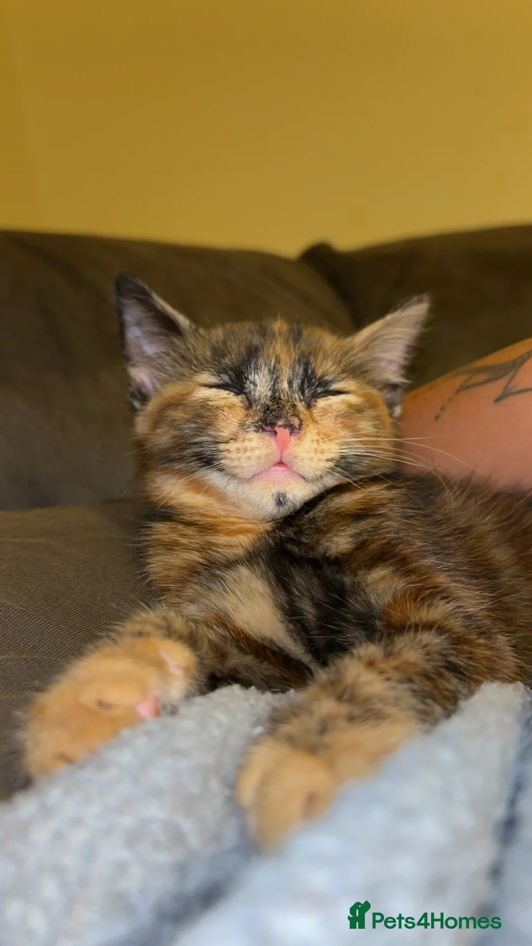 Mixed Breed cats for sale: Amazing trio  - Advert 2