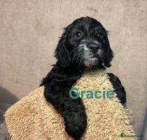 Cockapoo dogs Adorable cockapoo puppies LAST 2 remaining - - Advert 4