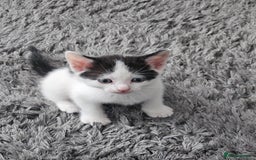 Mixed Breed cats for sale: 3 boys 2 girls - Image 8
