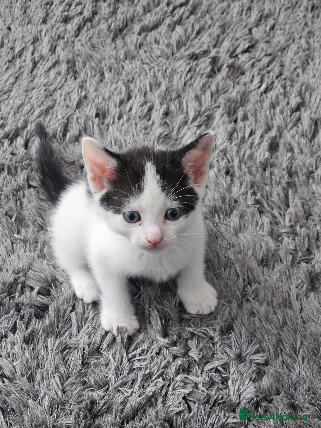 Mixed Breed cats for sale: 3 boys 2 girls - Image 8