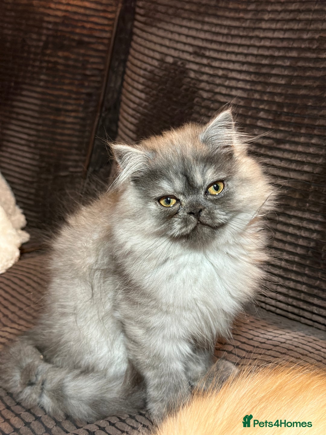 Persian cats for sale: 2 gorgeous cuddly Persian baby boys💙 - Advert 9