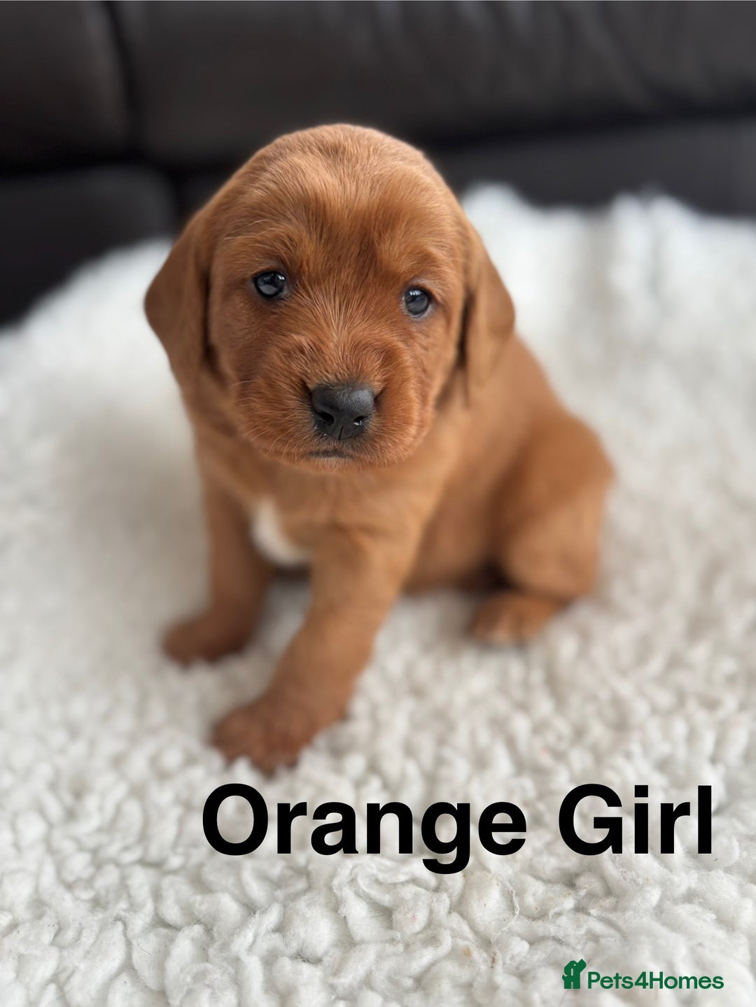 Labradoodle dogs for sale: F1 Labradoodle Puppies - Advert 17