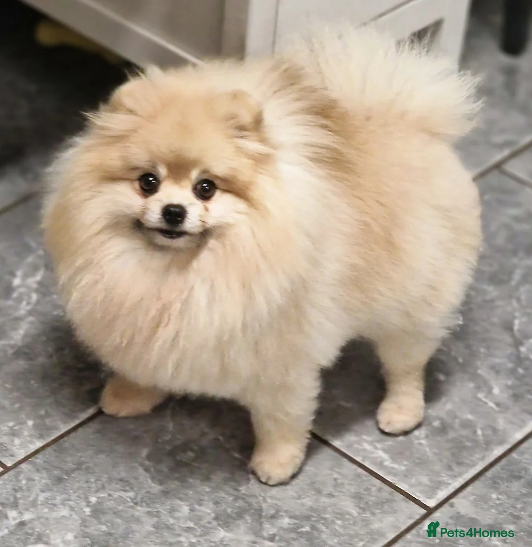Pomeranian dogs for stud: Rocket Pomeranian stud  in Romford - Advert 3