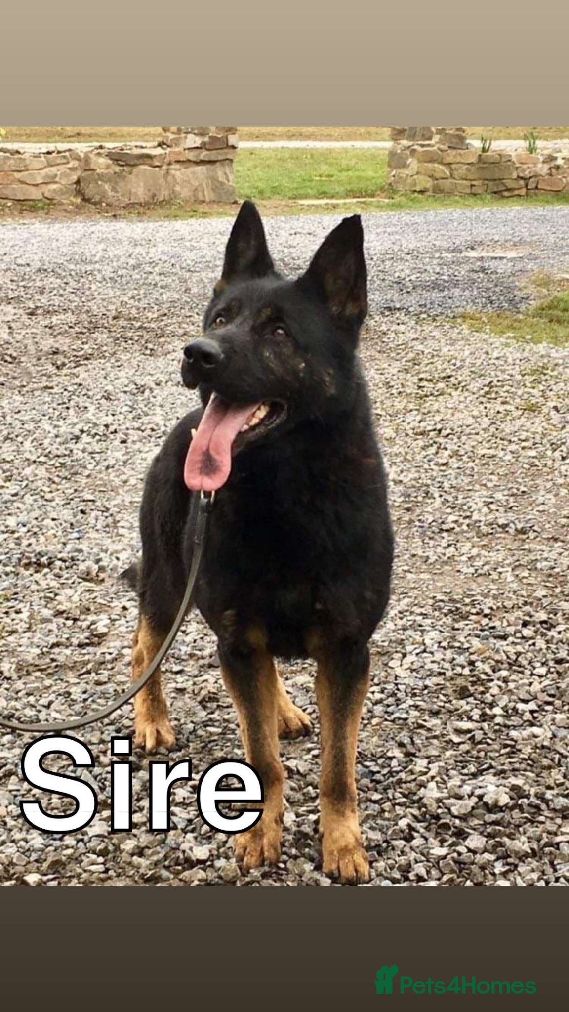 German Shepherd dogs Elite DDR / Czech Working Line GSD Pups - Advert 2