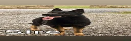 German Shepherd dogs for sale: Elite DDR / Czech Working Line GSD Pups - Advert 7