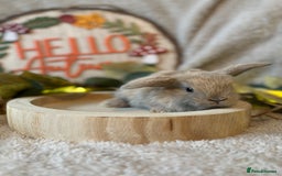 Mini Lop rabbits for sale: Gorgeous Mini Lops Ready to Reserve 🫶🏻 - Image 5