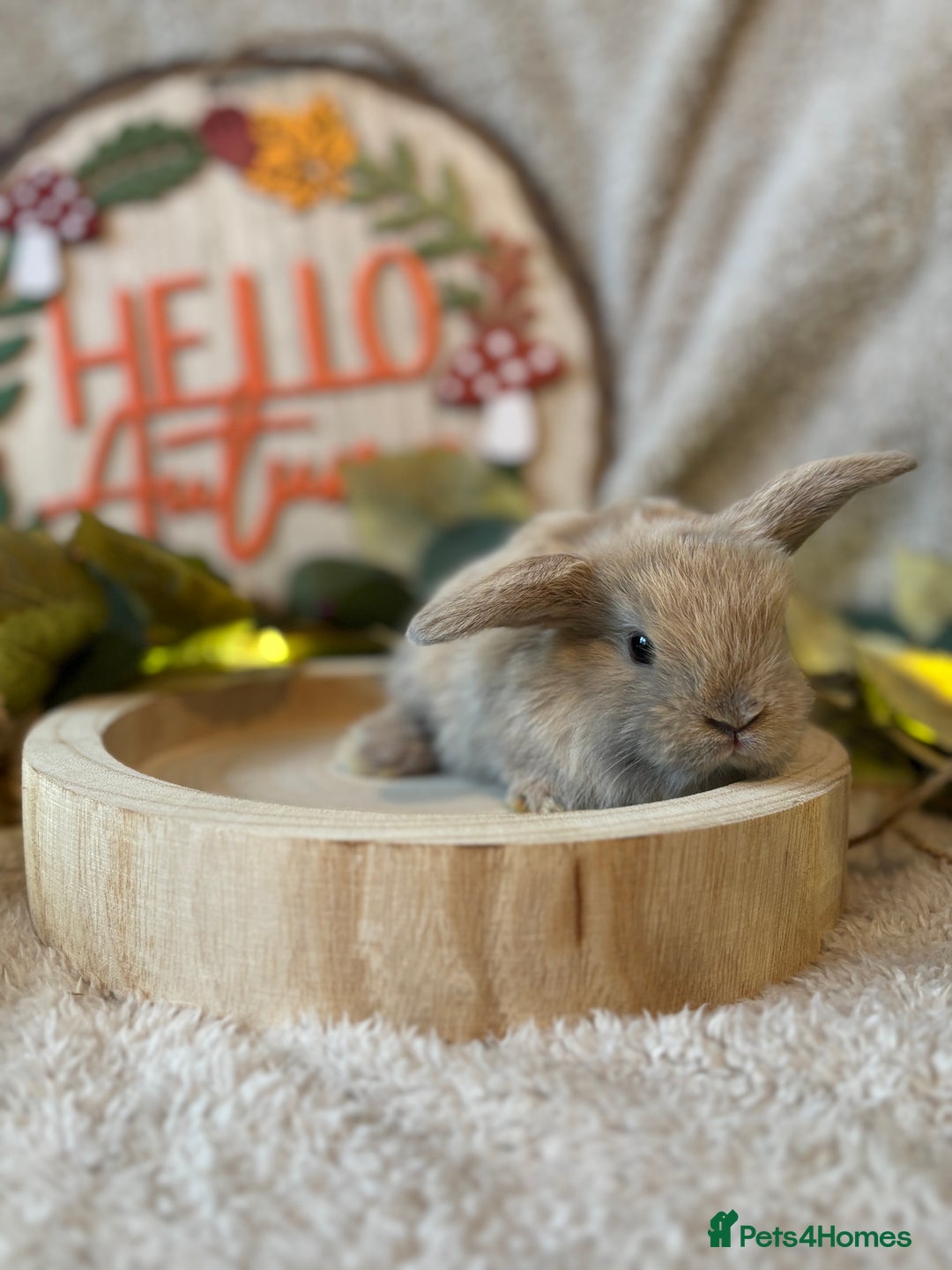 Mini Lop rabbits for sale: Gorgeous Mini Lops Ready to Reserve 🫶🏻 - Image 5