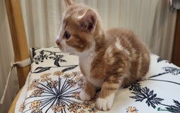 European cats for sale: Beatifull kittens looking good a home - Image 1