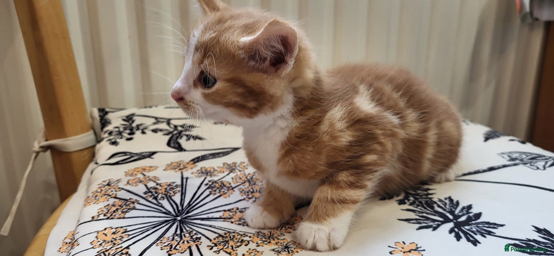 European cats for sale: Beatifull kittens looking good a home - Image 1