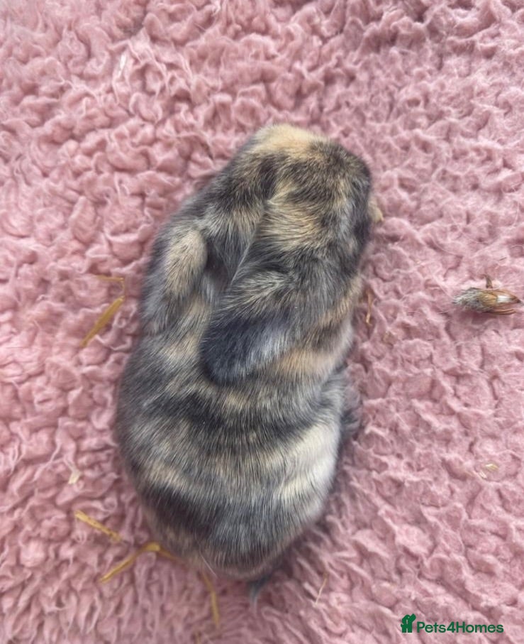 Mini Lop rabbits Mini Lop Babies - Ready to leave end of July  - Advert 1