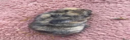 Mini Lop rabbits for sale: Mini Lop Babies - Ready to leave end of July  - Advert 6