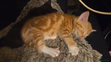 Mixed Breed cats Kittens - Advert 11