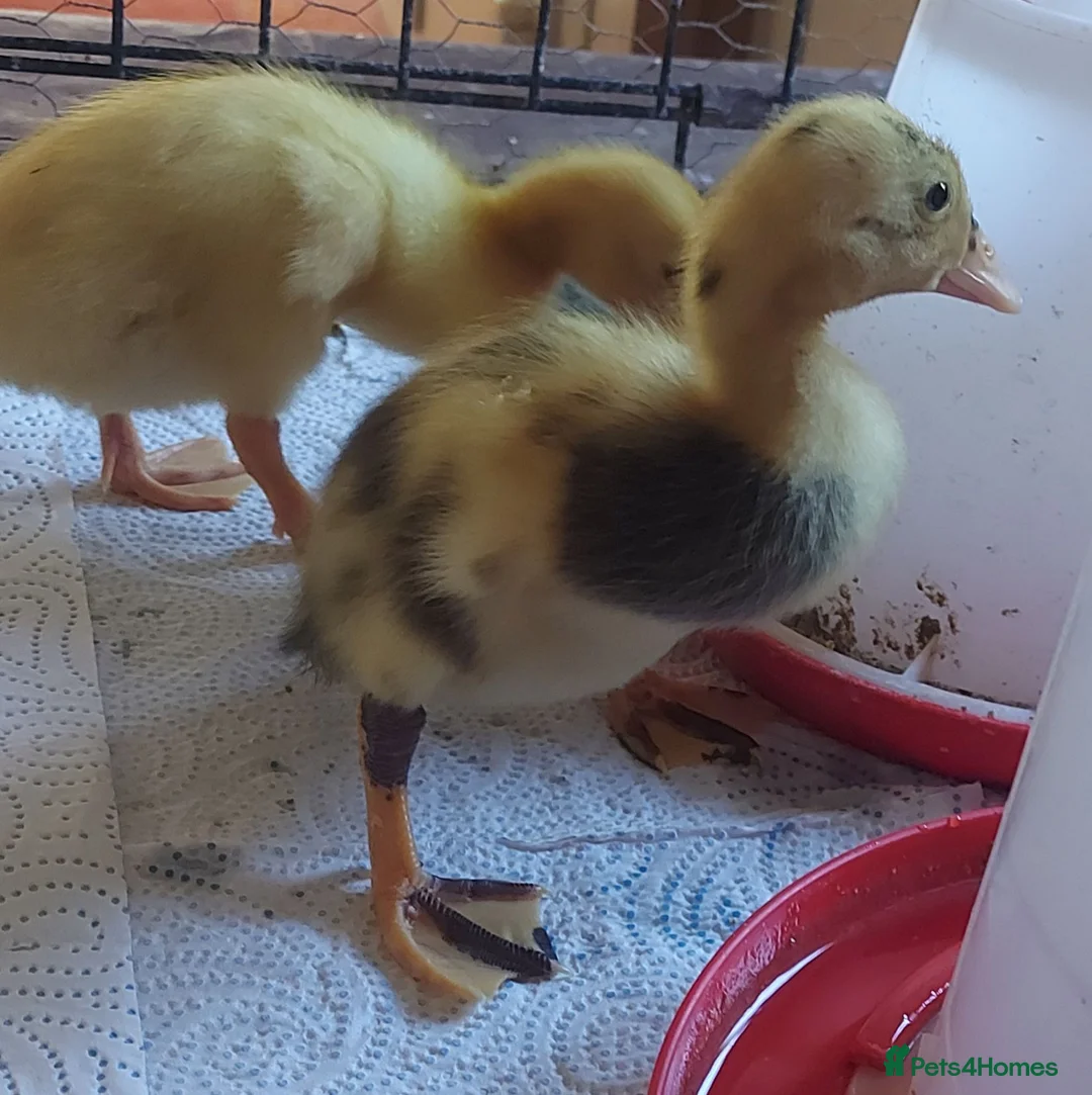 Ducks poultry for sale: Runner Ducklings - unsexed - Advert 4