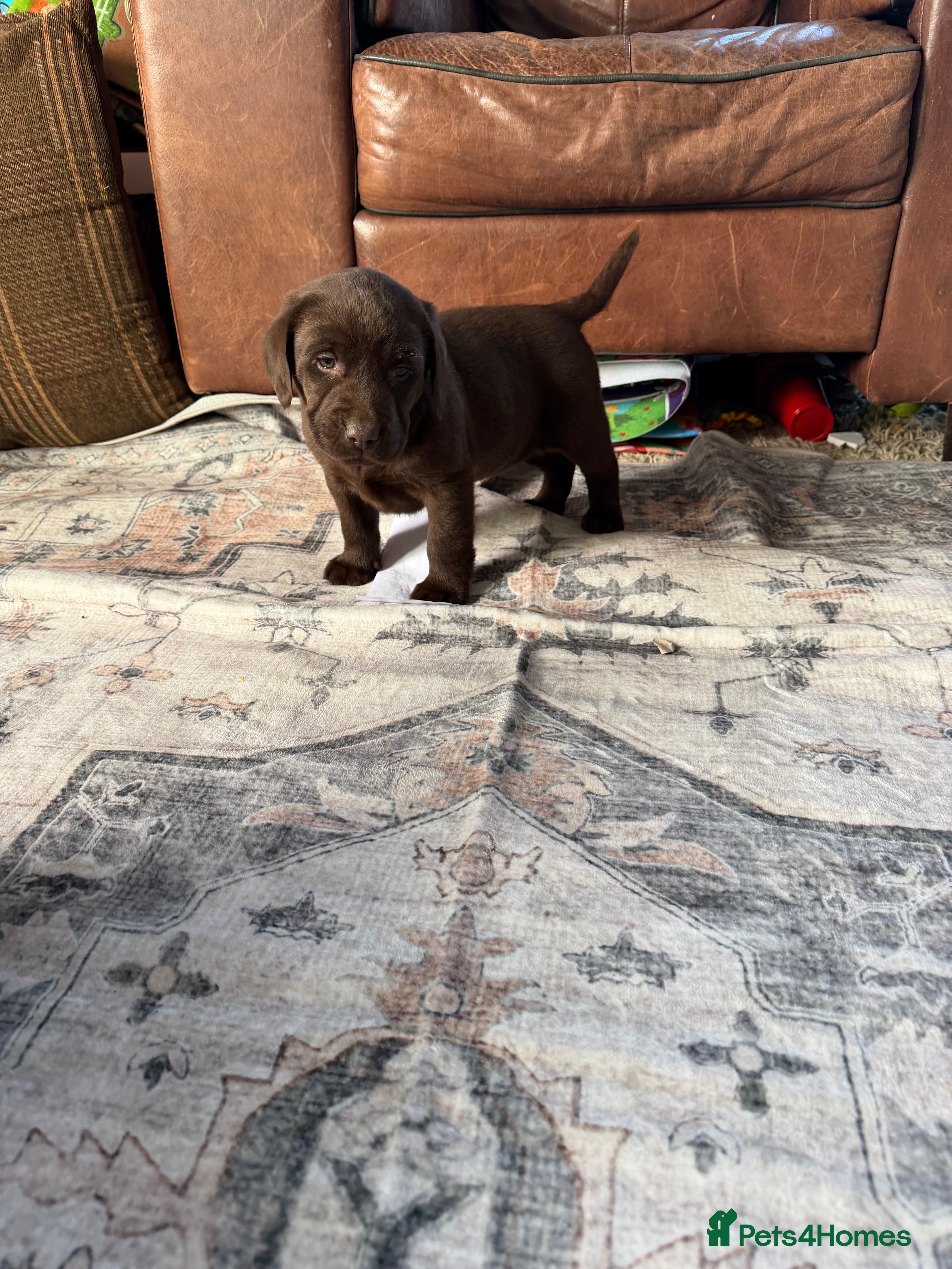 Labrador Retriever dogs Chocolate Labrador Puppies - Advert 2