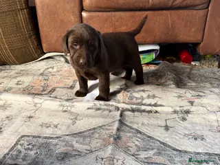 Labrador Retriever dogs Chocolate Labrador Puppies - Advert 2