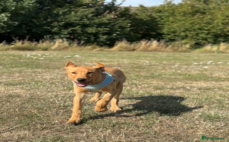 Labrador Retriever dogs - Advert 2