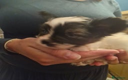 Papillon dogs for sale: KC Papillon. DNA health tested parents - Image 5