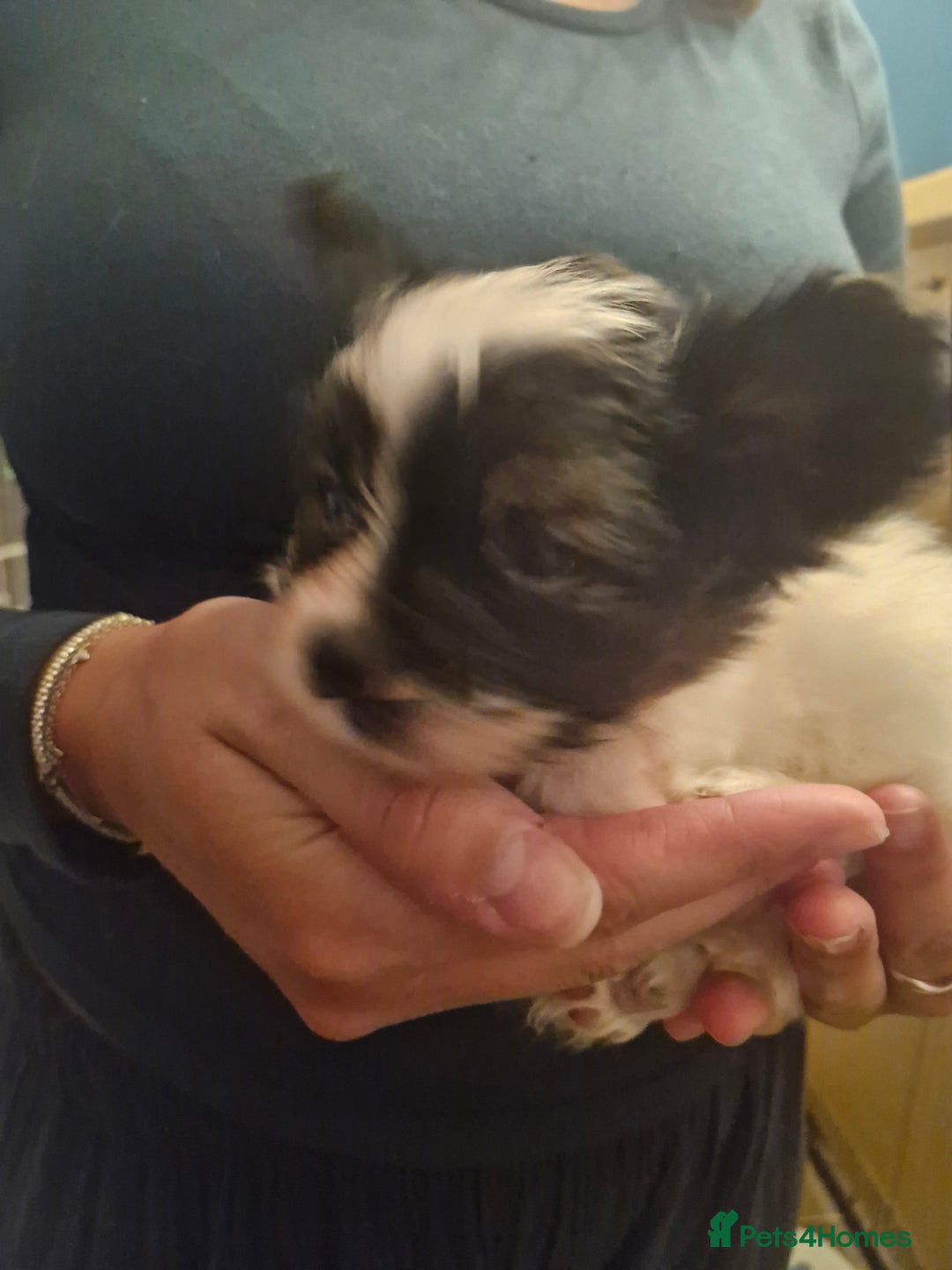 Papillon dogs for sale: KC Papillon. DNA health tested parents - Image 5