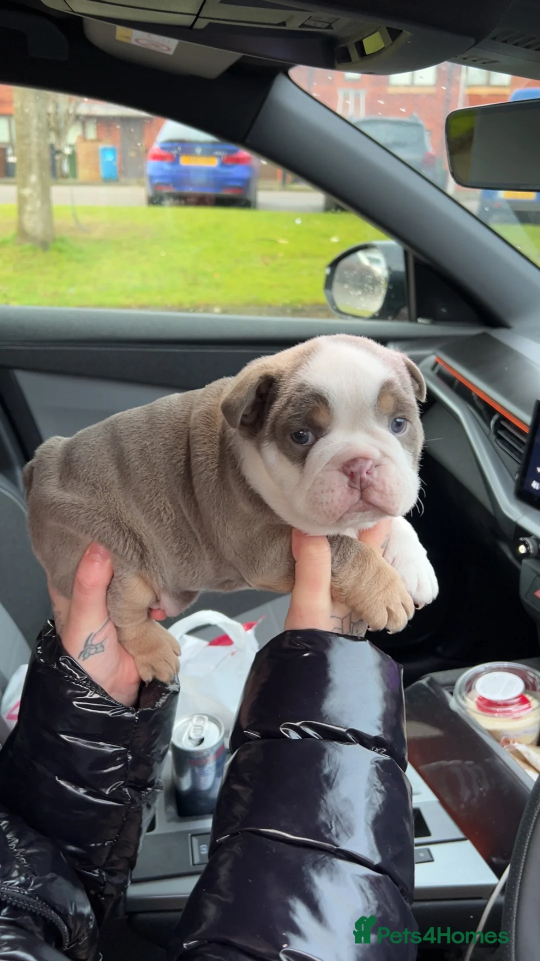 English Bulldog dogs for sale: Lovely chunky girl  - Advert 6
