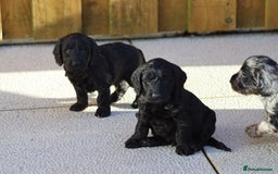 Cockapoo dogs for sale: F1 Cockapoo puppies for sale - Advert 20