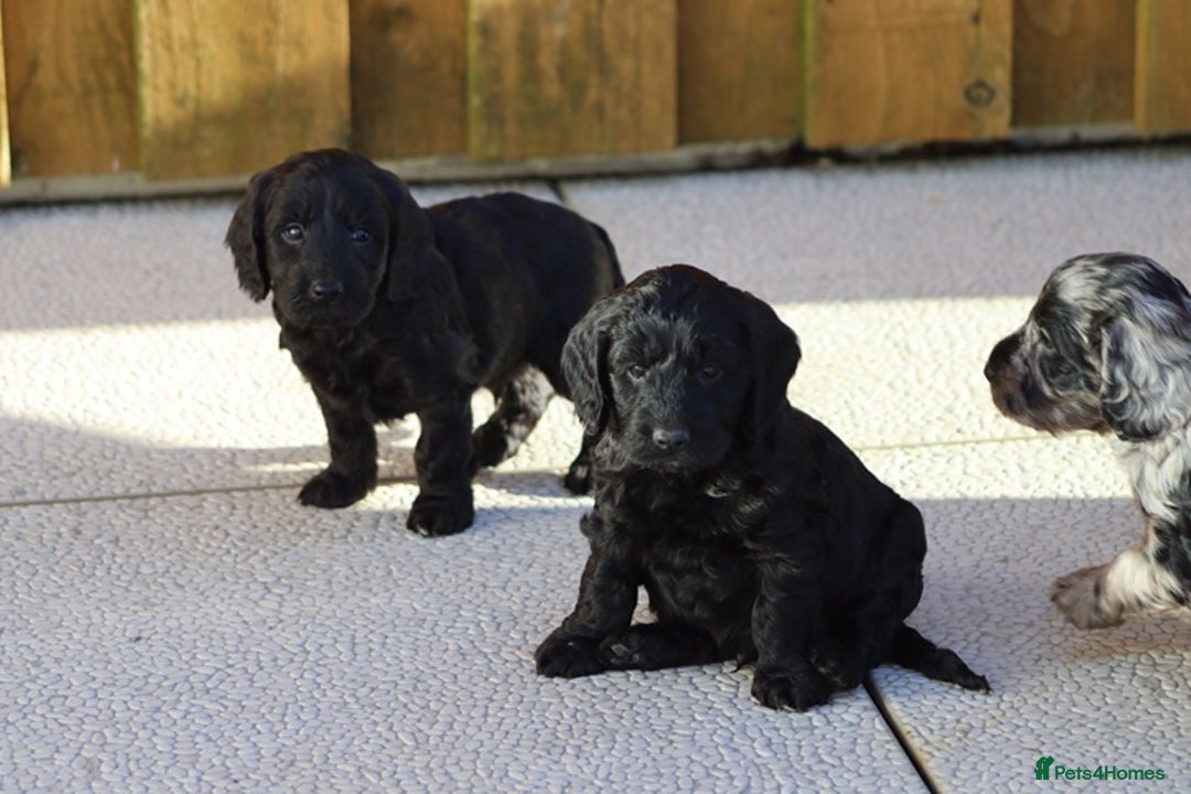 Cockapoo dogs for sale: F1 Cockapoo puppies for sale - Advert 20