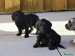 Cockapoo dogs F1 Cockapoo puppies for sale - Advert 2