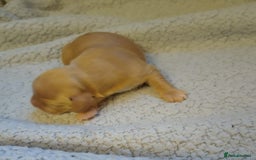 Cockapoo dogs for sale: 5 beautiful cockapoo’s  - Image 7
