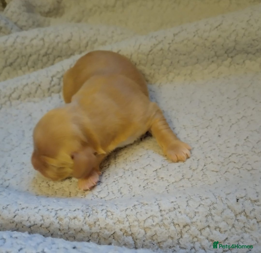Cockapoo dogs for sale: 5 beautiful cockapoo’s  - Image 7