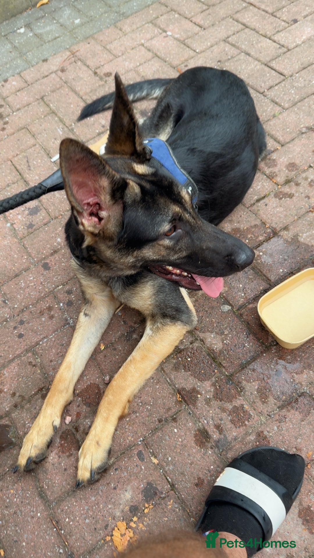 Mixed Breed dogs for sale:  German shepherd x staffy x Rottweiler  - Advert 10