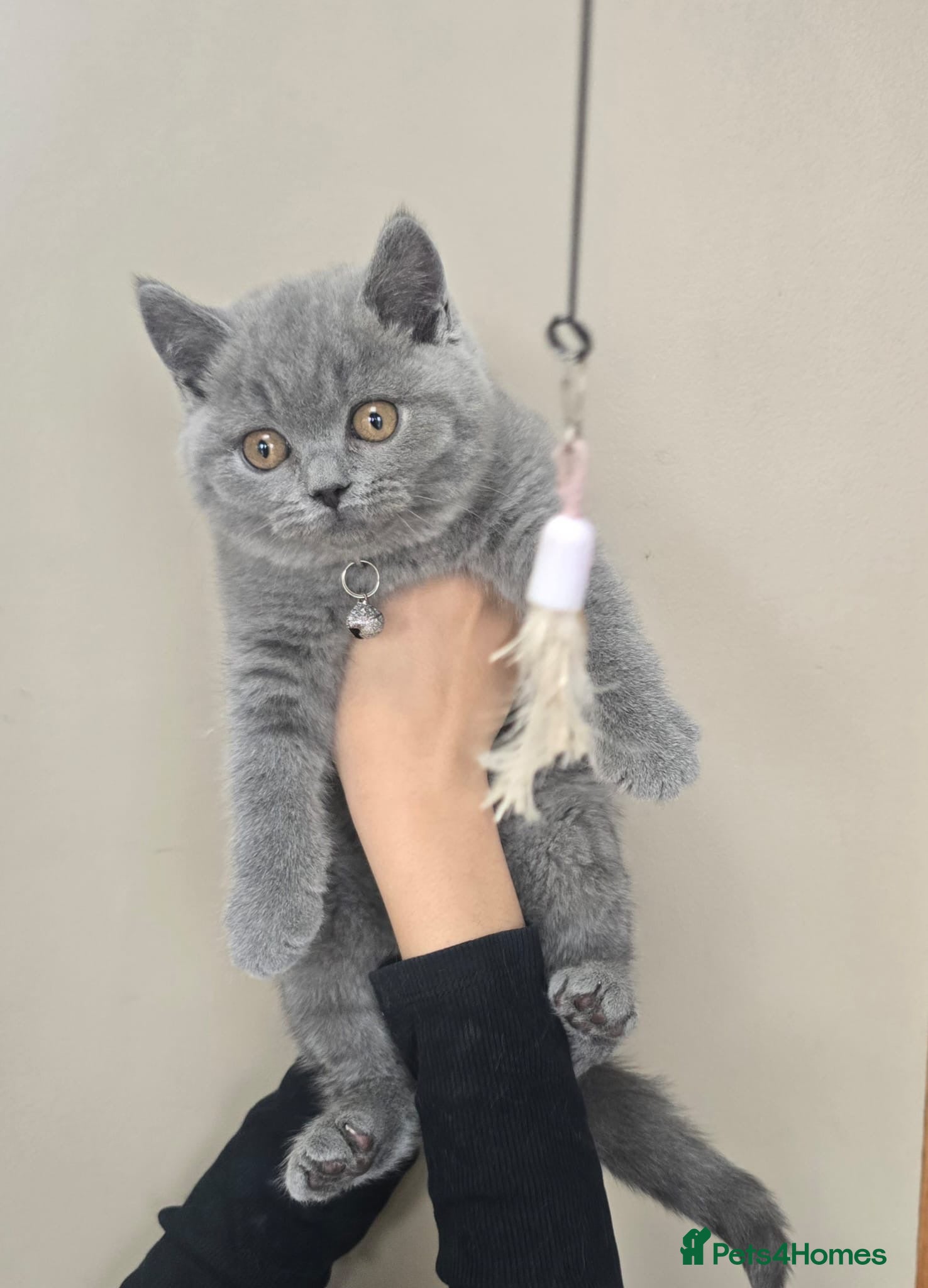 British Shorthair cats Beautiful British shorthair kittens  - Advert 1