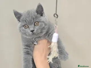 British Shorthair cats Beautiful British shorthair kittens - Advert 1