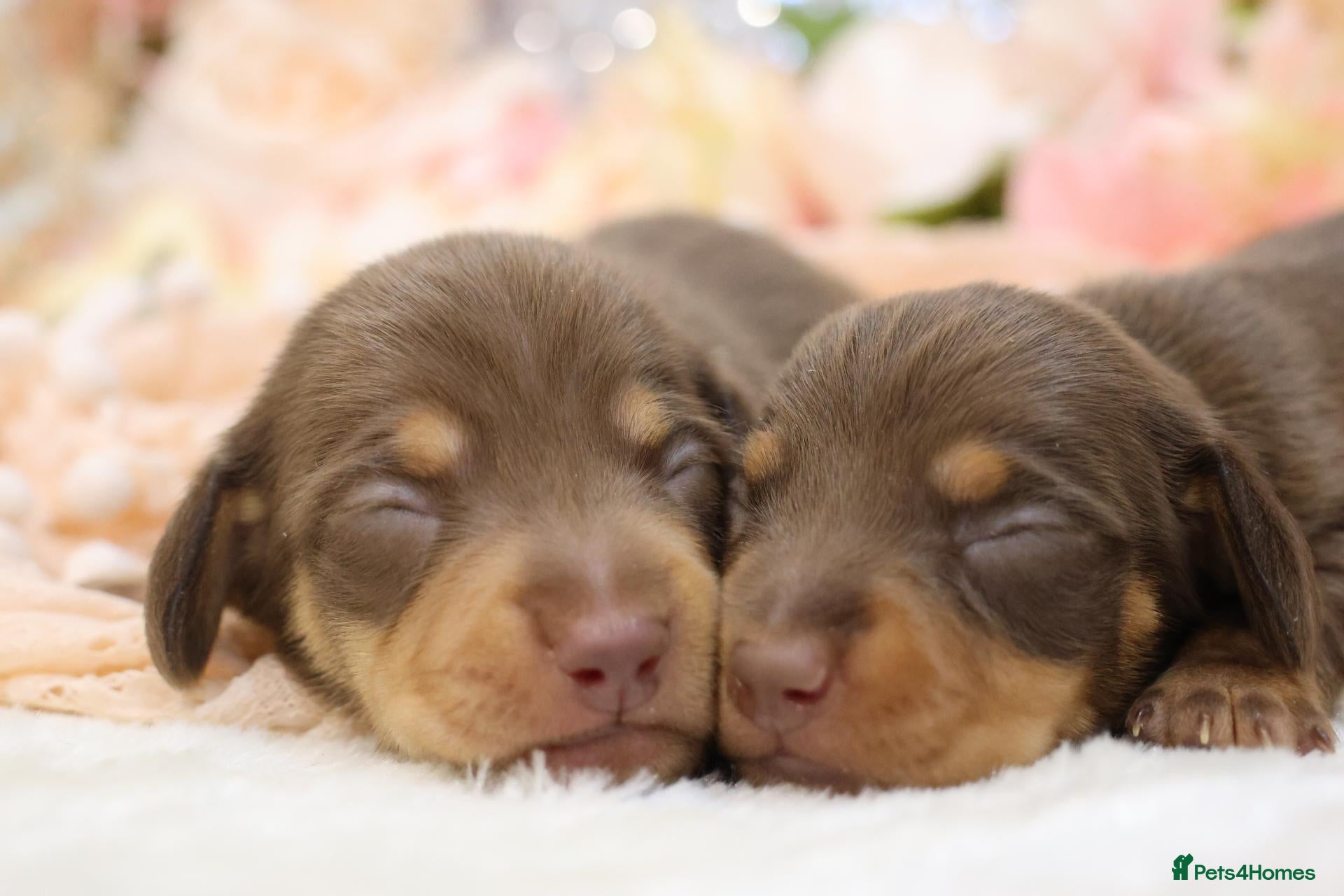 Miniature Dachshund dogs KC Registered Miniature Dachshund Puppies - Advert 1